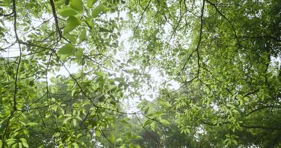 阳光穿透树叶 森林洒下光线