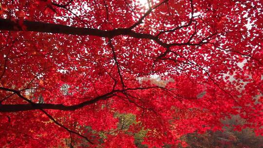 枫叶枫树秋季风景视频素材模板下载