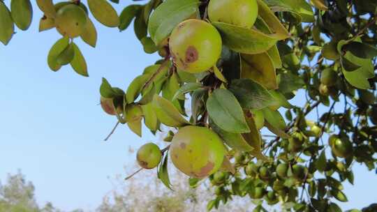 采茶籽 油茶果