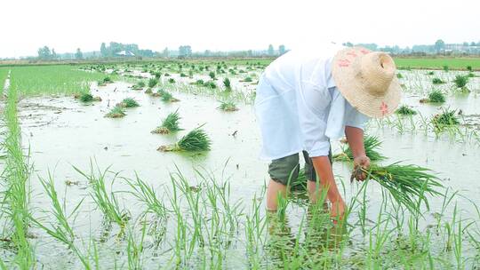 人工种植水稻素材视频素材模板下载