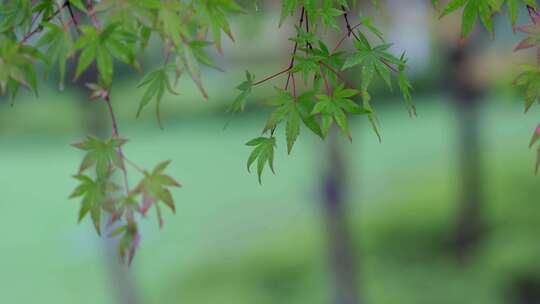 雨滴从绿色植物上落下唯美素材