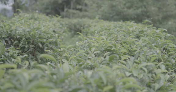 怒江峡谷高山茶叶