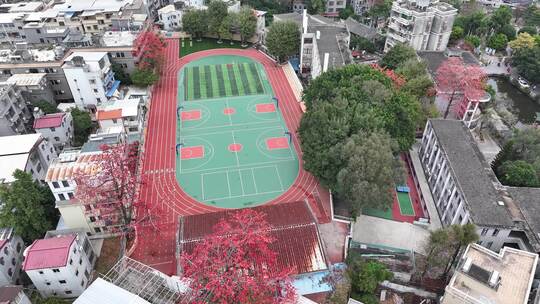 中国广东省广州市海珠区黄埔村木棉花视频素材模板下载