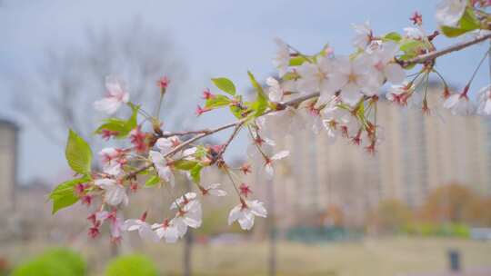 沐浴在春风中在树枝上摇曳的粉色桃花