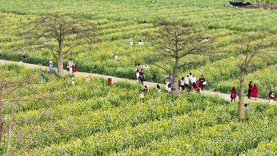 中国广东省广州市南沙区东涌油菜花