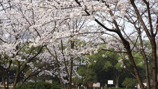 湖南衡阳岳屏公园樱花晚樱