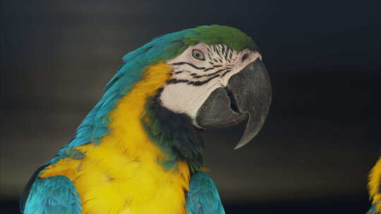 蓝黄金刚鹦鹉的特写肖像，Ara Arar