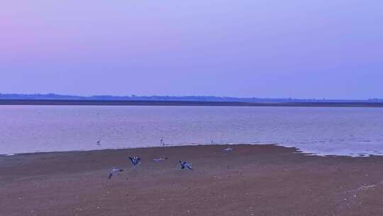 鄱阳湖湿地候鸟自然风光