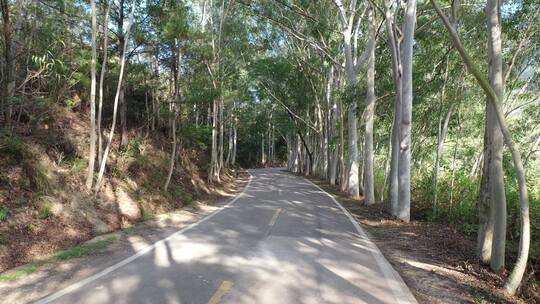 树林公路林荫大道森林阳光道路汽车行驶视角