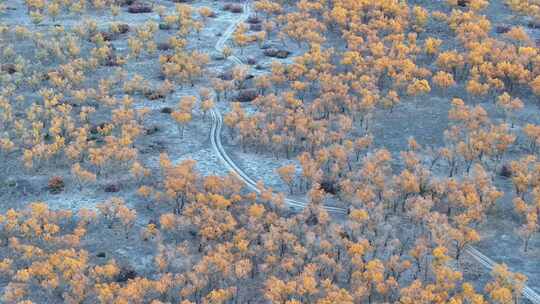 新疆南疆巴州沙雅139秘境公路胡杨林航拍