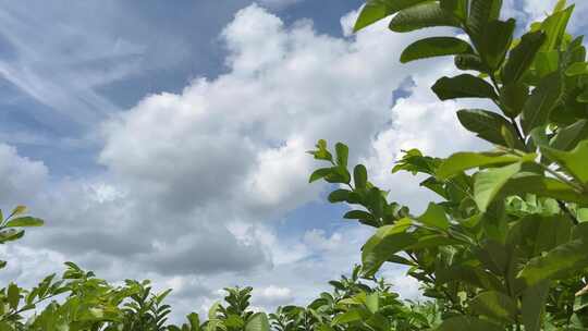 三农蓝天白云阳光下的石榴林