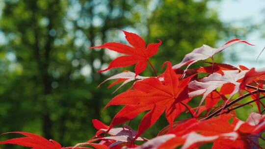 红枫叶在风中摇摆