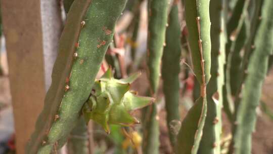 火龙果 火龙果种植 水果 仙人掌科植物