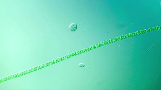 生物科普科研素材 显微镜下的藻类与水棉