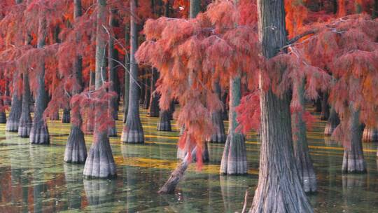 冬天武汉涨渡湖湿地红叶水杉