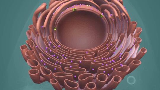 动物细胞 植物细胞 微观医学三维动画展示