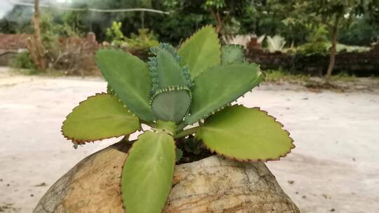 多肉植物特写视频素材模板下载