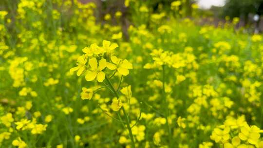 春天蔬菜园里随风摇曳的油菜花