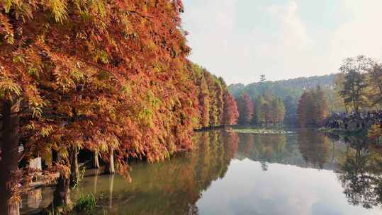 南京明孝陵燕雀湖池杉林侧面全景