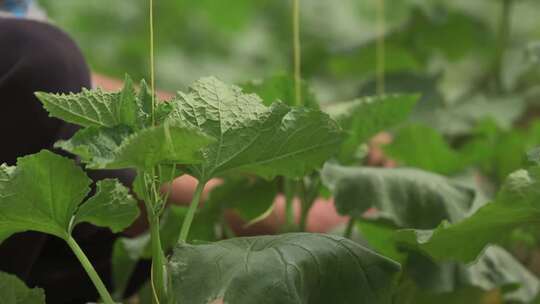 温室里培育蔬菜