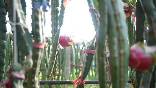 火龙果种植 火龙果树 仙人掌科植物