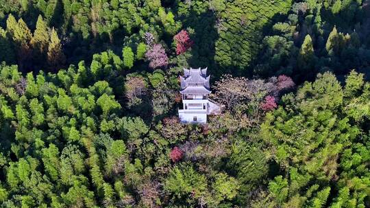 杭州临安青山湖水杉林秋季风光航拍