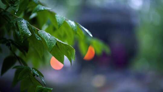 雨后露珠光晕