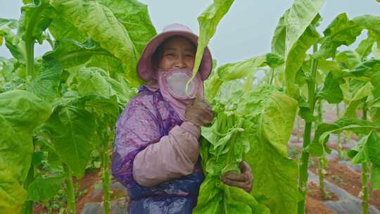 农业种植丰收季烟叶采收农民妇女笑脸