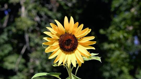 向日葵 向阳花 太阳花