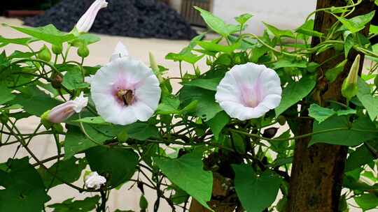 合集藤蔓植物旋花牵牛花野花花卉植物