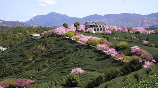 樱花树 茶园樱花美景 浪漫樱花茶园