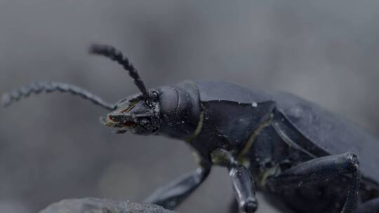 昆虫特写 步甲科 甲虫 科教素材视频素材模板下载