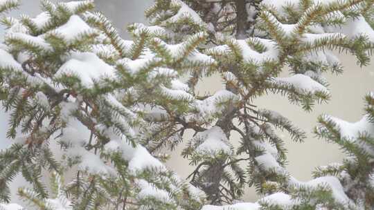 寒冷冬季下雪天的绿色植物和树木