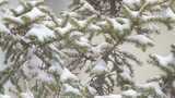 寒冷冬季下雪天的绿色植物和树木高清在线视频素材下载