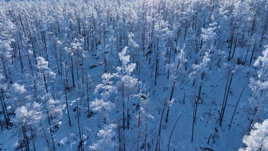 航拍林海雪原银色松林