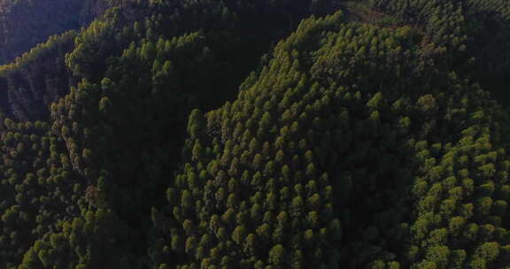俯拍大山风景森林林场早晨阳光美丽自然素材