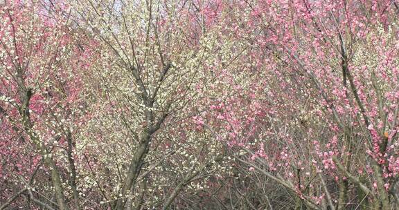 唯美阳光轻轻摇摆梅花 立春花开万物复苏