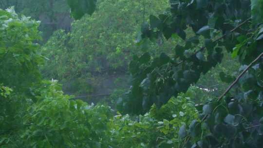 城市下暴雨下雨天雨水雨滴植物树叶子树木雨