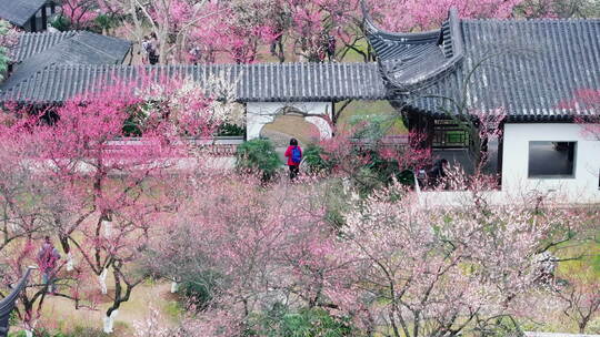 中式建筑旁盛开的粉色梅花