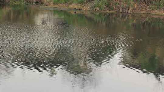 春天湖面上的小野鸭在戏水的场景