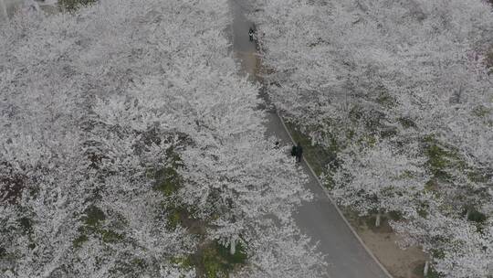 孤柏渡飞黄旅游区樱花园鲜花盛开