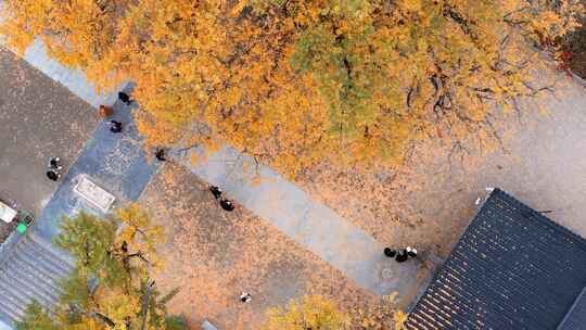 航拍平顶山文殊寺银杏