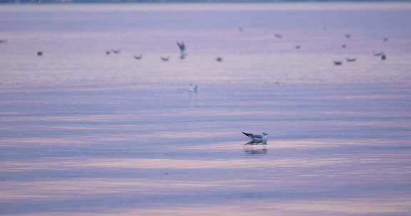 日落时粉红色湖面上的海鸥