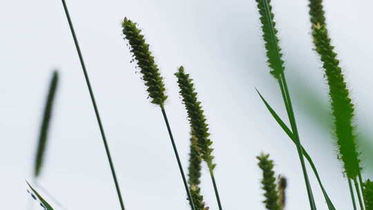 阳光树叶清新阳光光影树荫自然清新夏天
