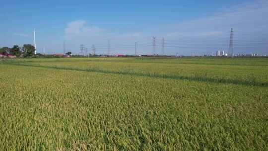 航拍 天津 小站稻 水稻 大米 生态农业 三农