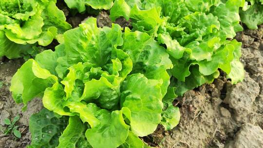 疫情城市农村街道菜园春天绿色植物