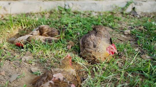 鸡在土中打滚觅食沙浴