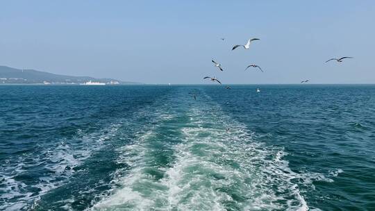 大海海鸥飞翔