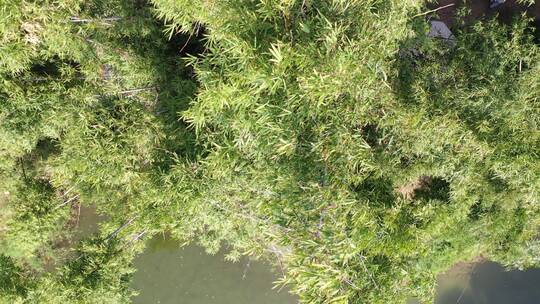 俯拍湖边竹子竹林风吹竹叶视频素材模板下载