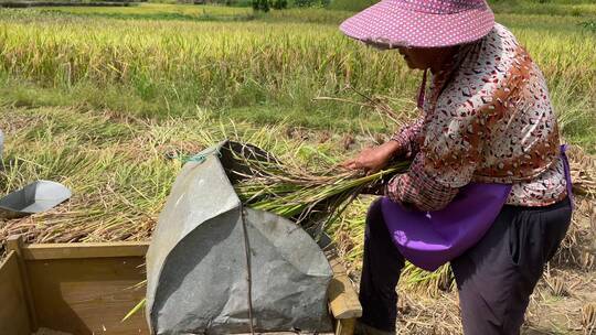 农村手工收水稻4K实拍视频